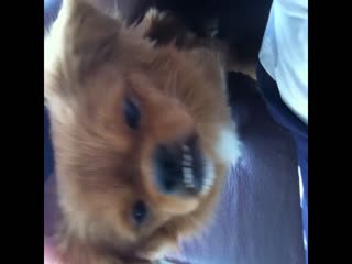 原創 [无码破坏]DAL004 AI网红少女校花AV出道初体验。【0.43GB】