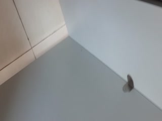 一出声就内射！美少女们在林间学校怀孕试胆大会3 东条夏、仓本堇、虹村ゆみ激情诱惑 HNDS182